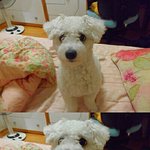 저희집 막내 별이를 소개해요ㅎㅎ