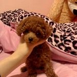 애교쟁이 내똥강아지♥개판좋아하는분!! 클릭!!사진有