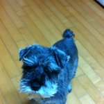 [개판, 사진有느님] 3대g랄견 슈나우져를 아시나요..