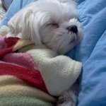 ★천의 얼굴을 가진 솔이(개판)★