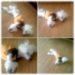 ★★★★★★★★우리집 상전개 <b>뽀삐</b>를 소개합니다 :-) ★★★★★★★