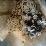 과도한 욕심이 부른 <b>참사</b>(사진有)