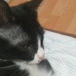 ★대구 반월당역 근처 애견샵에서 고양이 <b>사지</b>마세요.★