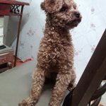 (사진有)우리집 이삐 <b>푸푸</b>ㅋㅋ