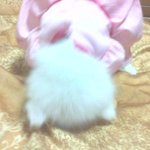 왕!!!!! 개판★☆★☆(사진有)4개월된 <b>몽실이</b>가 드리는 새해인사
