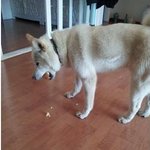 [사진!!] 하얀 진돗개가 원래 주인을 찾아요!!!!! 얼른찾아가주세요...