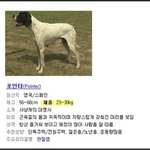 ★★[개판] 지랄견 못지않은 흔하지않은 우리집개★★