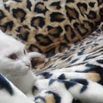 (고양이판)★★존재감100%우리집고양이★★