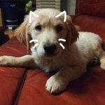 ★개판★♥♥2달된우리집골든리트리버를소개합니다♥♥