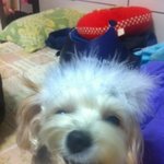 스압★有사진,영상★개판★남들과는다른 우리강아지