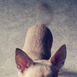<b>장군</b>이 찾았습니다!!