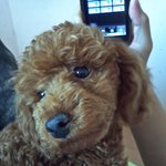 ★★★사진有느님/개판-<b>찌</b>롱이를소개합니뙇★★★