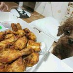★☆피식돋는<b>개판</b>★☆ 치킨이 먹고싶었던 개....