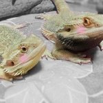 +)☆★☆<b>동물</b>판☆★☆개판보다 특별한 우리집 <b>동물</b>들!!!!