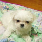 (개판)2개월 순수 말티즈 우리 <b>짱아</b>를 소개합니다!!!(사진 有느님)