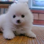 [개판]  ☆사진有저희집 개님을 소개합니다^_^★