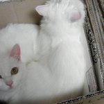 (고양이판)★★존재감100%우리집고양이★★2탄