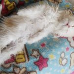 [고양이판,사진有]★★★★시크한 우리집고양이!!★★★★