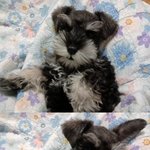 ★개판★(3대 악마견)1탄우리집 말썽꾸러기 <b>슈슈</b>를 소개합니다!