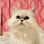 ※스압대박!!!!!!! 고양이판 우리집기요미 콜이를 소개합니다※