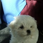 ★☆★귀요미 우리집 강아지를 소개합니다☆★☆