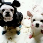 우리<b>집</b> 정반대인 <b>두</b> 강아지들