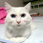 우리고양이