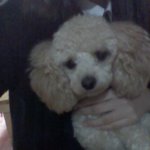 사진有★개판★<b>털</b> 다 밀어버린 우리<b>집</b> 강아지 !!★