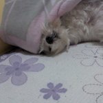/<b>개판</b>/★★★어디서도 꿀리지않는 우리집개★★★사진有