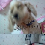 (사진有느님♡)우리집 14마리  개판>.<