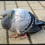 ★싸게 파는 닭강정 닭꼬치 조심하세요★