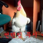 닭판)우리집삑삑이를소개합니다