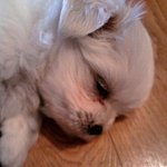 ★개판★ 우리집 아롱이를 소개합니다(사진有)