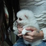 [화.포] 애완용 "참치" 자랑해보겠슴돠!!ㅋㅋㅋ