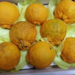 <b>cj</b>홈쇼핑의 그지같은 한라봉방송