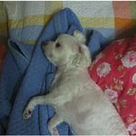 ★사진有)7년을 함께살아온 강아지에게★(수정)