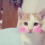(사진참으로正)수컷반란 <b>옆</b><b>선</b>자태 고양이 셀카