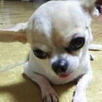 ★개판일세★그냥 우리집 개이야기[사진有]