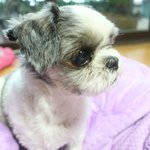 ★(개판/사진다량有) 10살된 <b>뽀삐</b>를 소개합니다★귀염폭팔