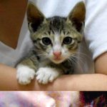 <b>임</b><b>보</b>했던 아깽이가 이렇게 컸어요