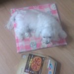 <b>도미노</b>피자 짱먹어^^