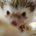 ★우쭈쭈 내새끼★ (고슴도치판)