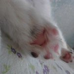 ★★★★★★귀여운개판 우리집돌돌이판 사진있개★★★★