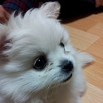 ★★개판(폭풍스압)★★3개월애<b>기포</b>메'개군이'를소개합니다(사진&amp;동영상有느님♥)