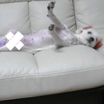 ★☆★<개판>사♥랑♥하♥는 해피 소개하러 왔어요~(사진有느님)★☆★