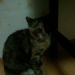 [묘견판]★★길냥이로미와 뽀견이 사는얘기★★