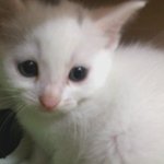 고양이 <b>터키</b>쉬앙고라 여아 신랑찾아용~~