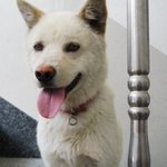 우리<b>복</b><b>돌</b>이찾았어용 야훠 !) 경북 경주시 용강동 근처에서 개를 찾습니다...