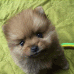 (사진有)★☆★우리집에도 애기포메 <b>보리</b>!☆★☆