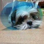 ★★★개판(사진有)우리집 개를 위한 카라만들기★★★